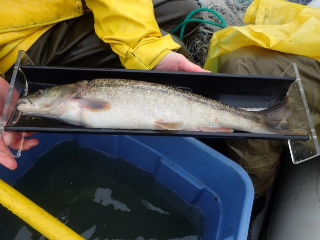 Sacramento pikeminnow are a non-native voracious predator found in Chorro Creek. This pikeminnow is an adult that is about 20 inches long.