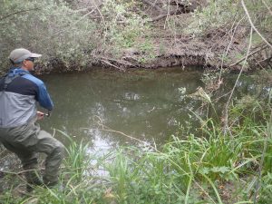 Angling was the most successful method for capturing large Sacramento pikeminnow which are often found in deep pools. Both staff and volunteer anglers from the community participated in the effort.