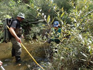 We used backpack electrofishing to monitor fish abundance in Chorro Creek