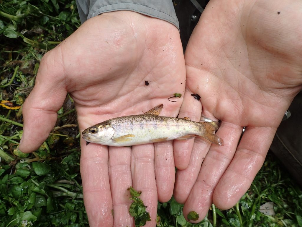 Juvenile steelhead in Chorro Creek, like this one, risk predation from non-native Sacramento pikeminnow.