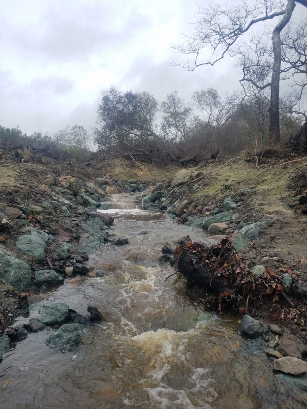 Once the water levels dropped to safe wading levels, we went out to check on equipment and measure stream flow on Pennington Creek. This is at the site that previously had a fish passage barrier. The barrier was removed over the fall, opening up miles of Pennington Creek for migrating steelhead trout. Partners at other organizations have seen returning adult steelhead in a few other creeks in the county, so we are keeping our eyes open for ones in our watershed as well.