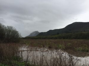 In the heavy rains of March 2018, the willows and other plants in the restored flood plain at Twin Bridges along with the wide expanse of salt marsh at the waters edge gave the rushing runoff a place to slow down and sink in. Without these natural spaces, flood waters continue on toward the bay in full force and the possibility of increased erosion and damage to infrastructure rises.