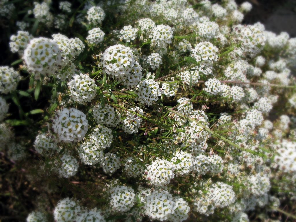 Sweet alyssum grows along the trail up Black Hill. Photograph courtesy of Karen via Flickr Creative Commons License.