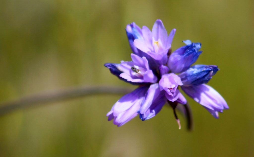 Wild hyacinth, sometimes called blue dick flower, grows along trails in upper Morro Bay State Park.
