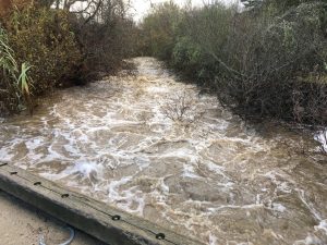 A picture from the bridge at our monitoring site on Canet Road, overlooking Chorro Creek. What a difference a week and some good rain storms will do!