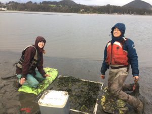 Two participants replant the harvested eelgrass into a one-square-meter plot.