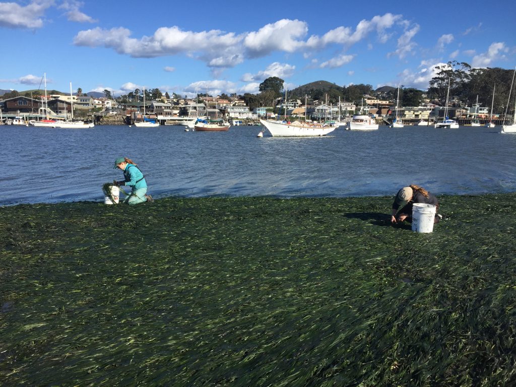 The weather cooperated well enough to give us this beautiful day out on the estuary, which we spent harvesting eelgrass from a large, healthy bed.