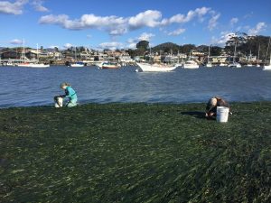 The weather cooperated well enough to give us this beautiful day out on the estuary, which we spent harvesting eelgrass from a large, healthy bed.