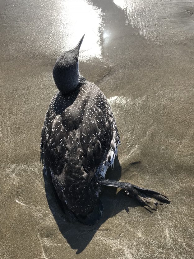 We found this injured bird, which we later discovered was a red-throated loon, lying injured on the wet sand of Morro Strand Beach.