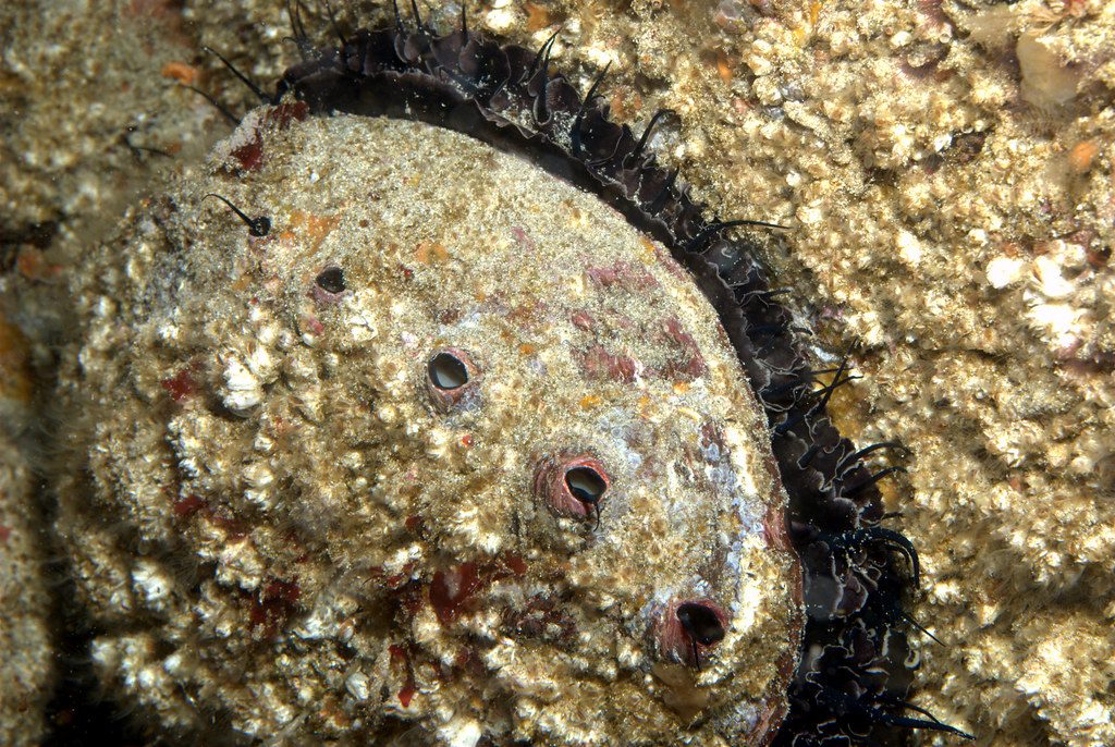 Big red abalone by Ed Bierman