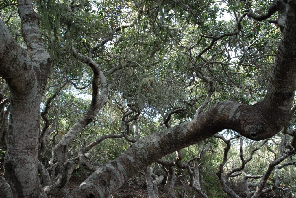 The El Morro Elfin Forest is also a good place to see coast live oaks, though the trees here have been stunted by the harsh conditions and grow to only about 20 feet tall. 