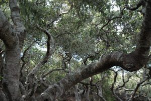 The El Morro Elfin Forest is also a good place to see coast live oaks, though the trees here have been stunted by the harsh conditions and grow to only about 20 feet tall.
