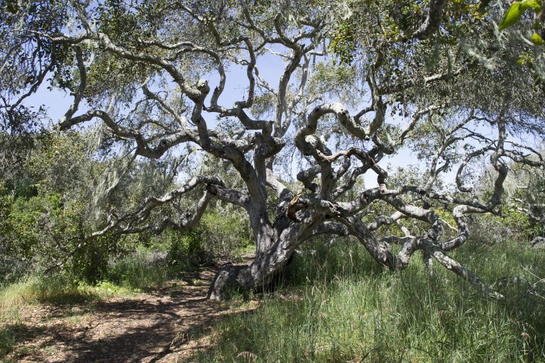 Coast Live Oak, fullsize Oaks Preserve Morro Bay National Estuary