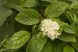 You can find creek dogwood along many of the streams that drain into Morro Bay. This plant has reddish stems and dark green leaves. It flowers during the summer.