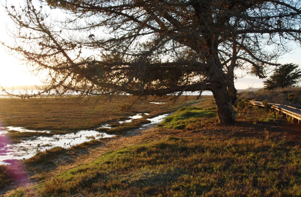 Monterey Pine, Morro Bay State Park Marina Peninsula Trail