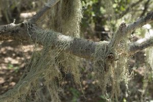Whether the coast live oaks are full-sized or stunted, you'll often seen lace lichen hanging from their branches. The lichen does not harm the trees.