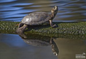 Western pond turtle at Sweet Springs Nature Preserve, photographed by Donald Quintana, via Flickr Creative Commons License.