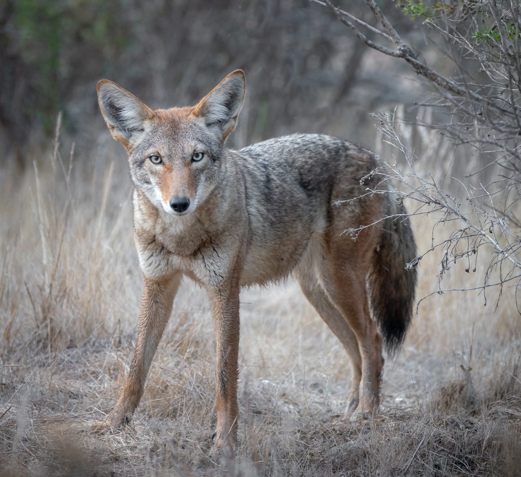 Photographer Alice Cahill spotted this coyote near the edge of the estuary. Photograph sourced from Flicker, via Creative Commons license. 