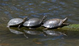 Three western pond turtles sunbathe at Sweet Springs Nature Preserve. Photograph by Jerry Kirkhart, via Flickr Creative Commons License.