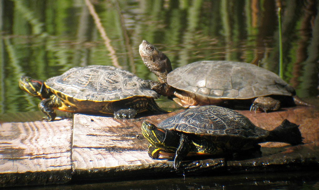 Two red-eared sliders and a western pond turtle.