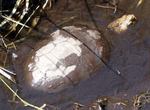 Western pond turtles can be difficult to see when they are partially submerged in the water, like this one. Photograph courtesy of J. Maughn via Flickr Creative Commons license.