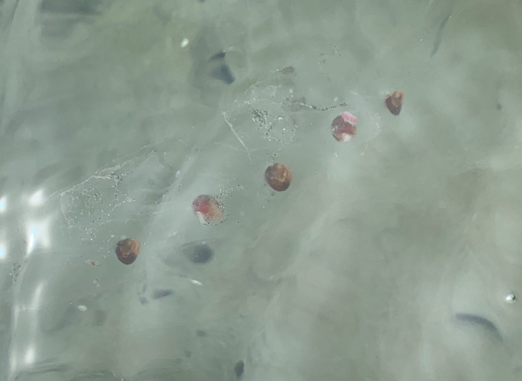 A closeup view of a short chain of salps spotted in Morro Bay. Photograph courtesy of ESTERO. 