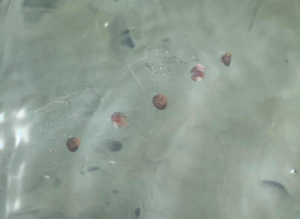 A closeup view of a short chain of salps spotted in Morro Bay. Photograph courtesy of ESTERO.