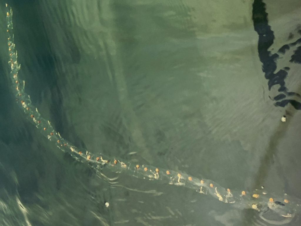 A long chain of salps spotted in Morro Bay. Photograph courtesy of ESTERO. 