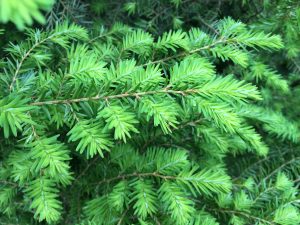Eastern Hemlock new growth along Terrace Boulevard in Ewing, New Jersey_was used by Native Americans as a sunscreen