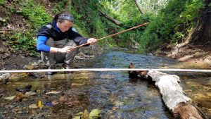 A volunteer squats next to a long stadia rod, which measures the width of the creek. She uses a meter stick to measure the width of a rock.