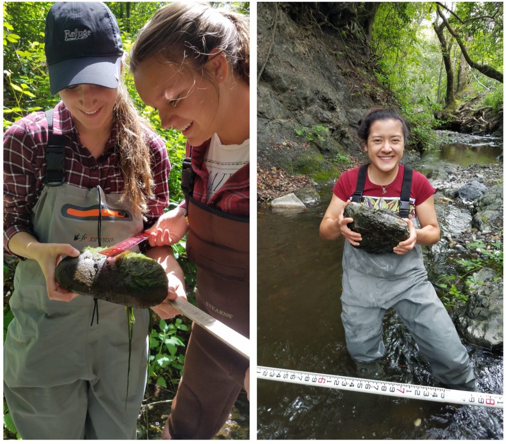Two images show volunteers holding and measuring rocks that they have pulled from the stream bed.