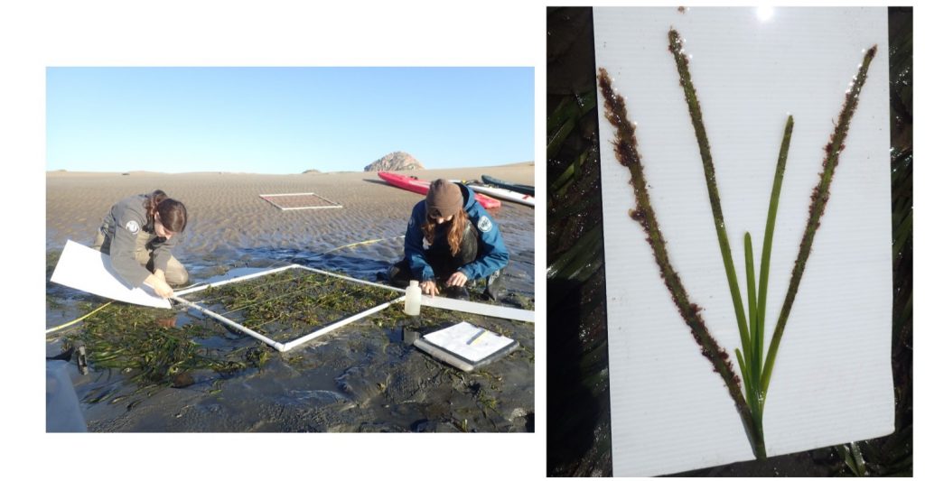 Two members from the Watershed Stewards Program lay out eelgrass blades on a white board for counting and photographing.