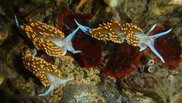 Three Opalescent Nudibranchs (Hermissenda opalescens). Photograph courtesy of Robin Agarwal via Flickr Creative Commons License