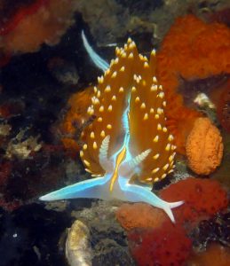 Opalescent Nudibranch with a forked oral tentacle. Photograph by Robin Agarwal, via Flickr Creative Commons License.