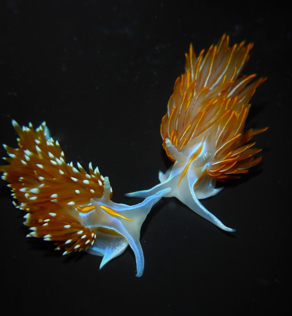 This photograph shows the differences between a large H. opalescens on the left and H. crassicornis on the right. 