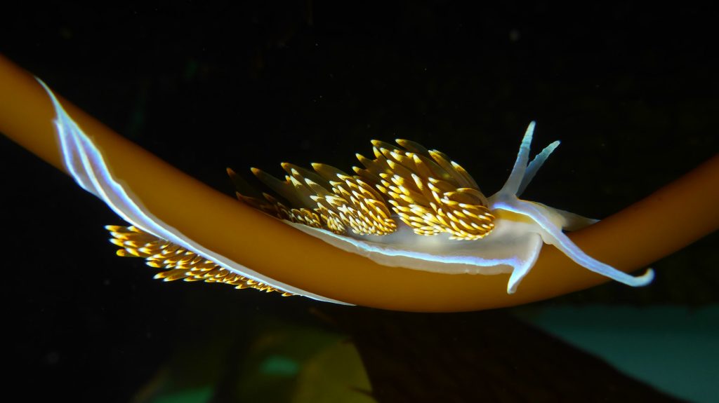 Photograph by Robin Agarwal, @anudibranchmom on Flickr and iNaturalist. Opalescent nudibranch, Hermissenda opalescens