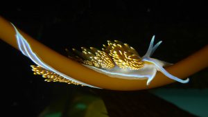 Photograph by Robin Agarwal, @anudibranchmom on Flickr and iNaturalist. Opalescent nudibranch, Hermissenda opalescens.