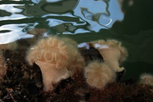 Anemone from Docks Below MBNEP Office