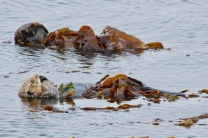 Sea otters in Morro Bay, napping to conserve energy