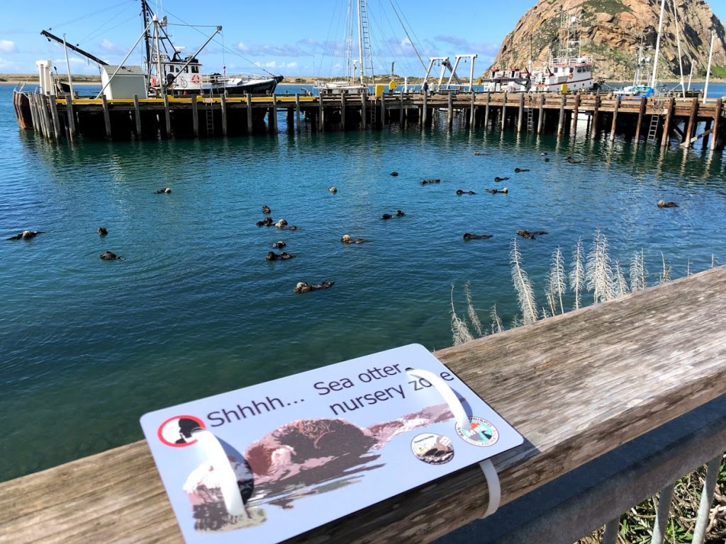 This photograph shows sea otters near the South T-pier in Morro Bay