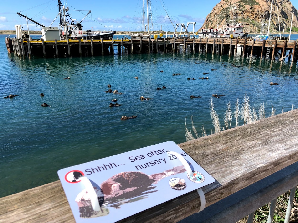 This photograph shows sea otters near the South T-pier in Morro Bay.