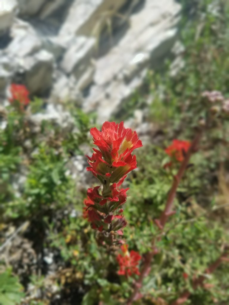 Common Indian paint brush