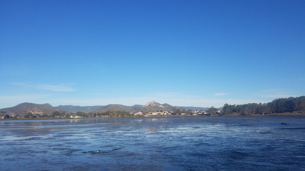 Shows eelgrass in the back bay