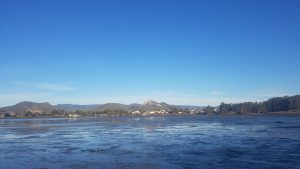 Shows eelgrass in the back bay