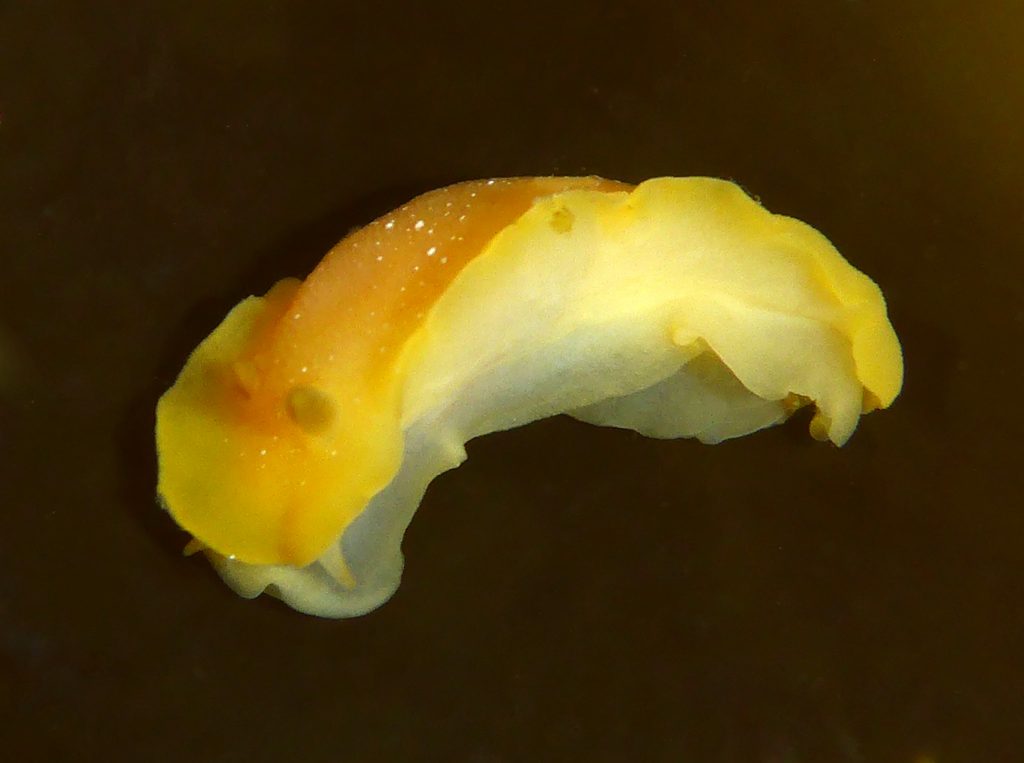 Photograph shows Baptodoris-mimetica-Carmel-CA-Robin-Agarwal