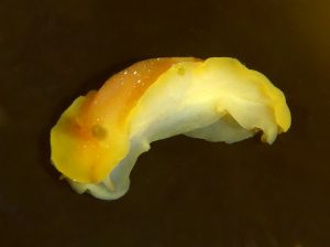 Photograph shows Baptodoris-mimetica-Carmel-CA-Robin-Agarwal