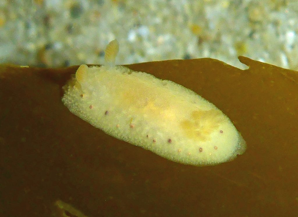 Cadlina-Sparsa-La-Jolla-CA-Robin-Agarwal