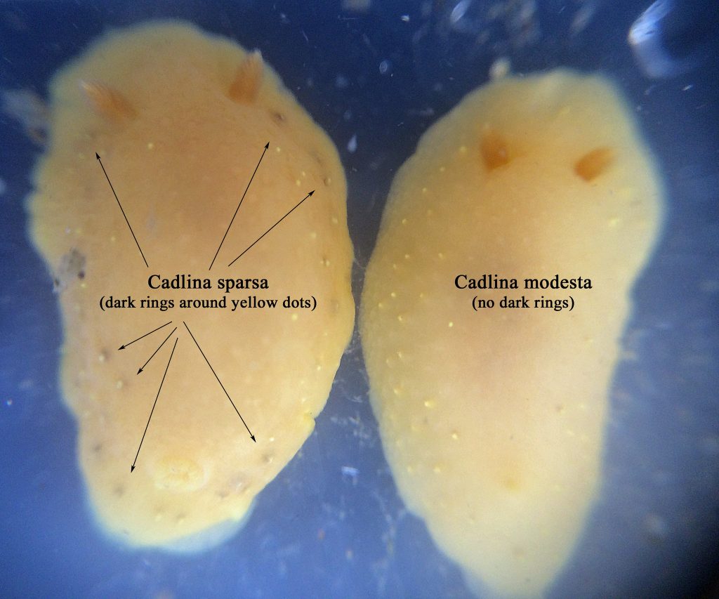 Cadlina-sparsa-and-Cadlina-modesta-Pillar-Point-Reef-CA-Robin-Agarwal