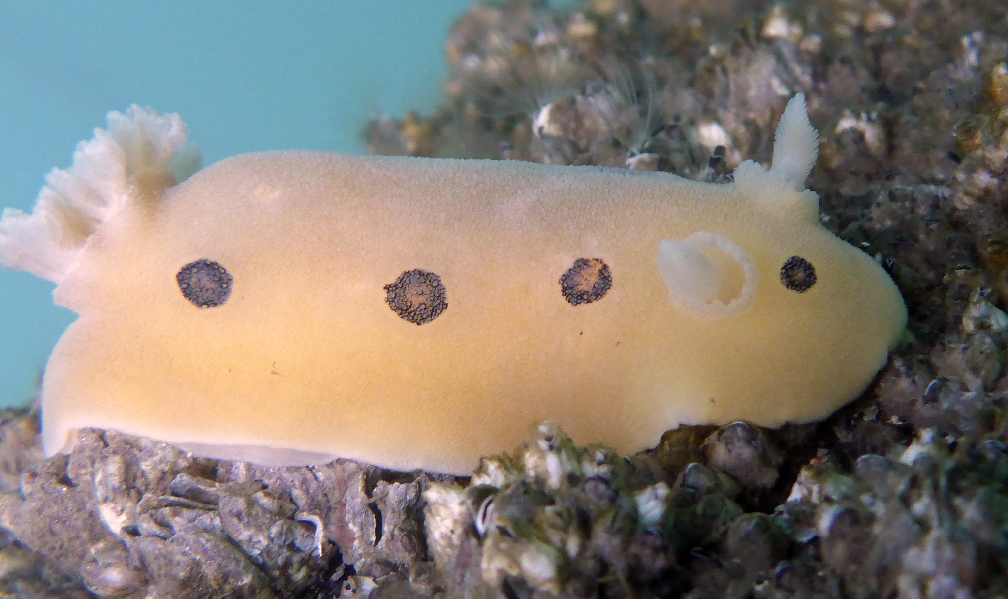 Rare colourful sea slug spotted in Jersey waters for the first