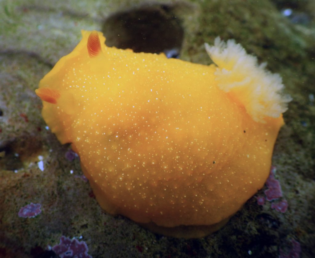 Doriopsilla-albopunctata-white-spotted-sea-goddess-Pillar-point-CA